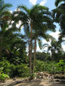 Punha Palm